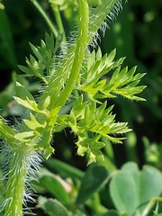 Daucus muricatus