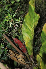 Anthurium crassinervium