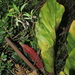 Anthurium crassinervium - Photo (c) Apipa, vissa rättigheter förbehållna (CC BY-NC), uppladdad av Apipa