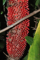 Anthurium crassinervium