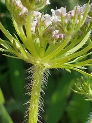Daucus muricatus