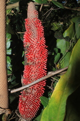 Anthurium crassinervium