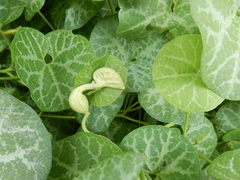 Aristolochia fimbriata
