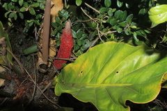 Anthurium crassinervium