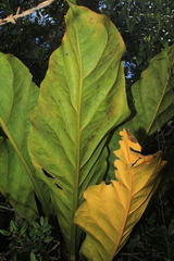 Anthurium crassinervium