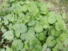 Aristolochia fimbriata