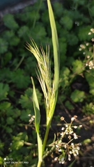 Bromus tectorum