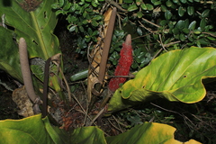 Anthurium crassinervium