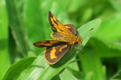 Taractrocera archias