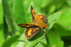 Taractrocera archias