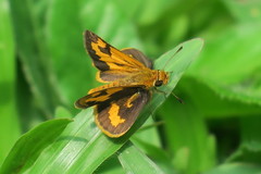 Taractrocera archias