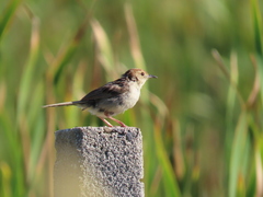 Cisticola tinniens