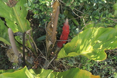 Anthurium crassinervium