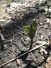 Trillium grandiflorum