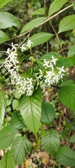 Pavetta indica
