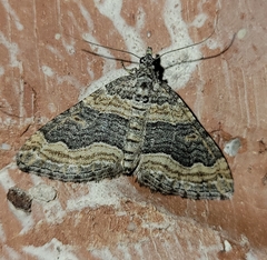 Perizoma custodiata