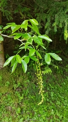 Laburnum