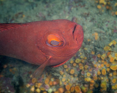 Priacanthus meeki