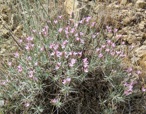 Fescues Prickly Thrift (Acantholimon festucaceum)