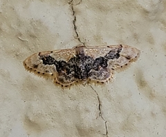 Idaea gemmata