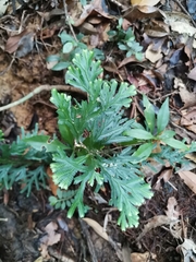 Selaginella uncinata