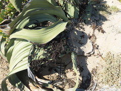 Welwitschia mirabilis image