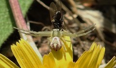 Mecaphesa californica