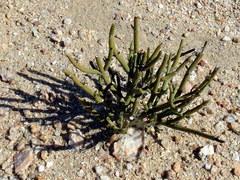 Image of Euphorbia damarana