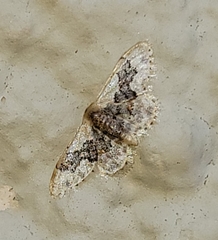 Idaea gemmata