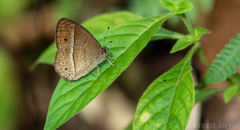 Mycalesis janardana