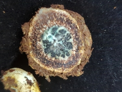 Elaphomyces muricatus