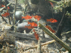 Hyphessobrycon eques