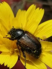 Chasmatopterus