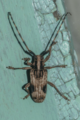 Blepephaeus succinctor