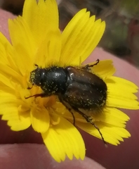 Chasmatopterus