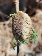 Hierodula transcaucasica