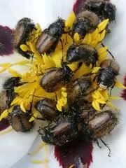 Chasmatopterus