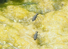 Cicindelina