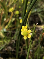 Ranunculus ophioglossifolius