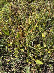 Ranunculus ophioglossifolius