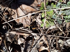 Bombus