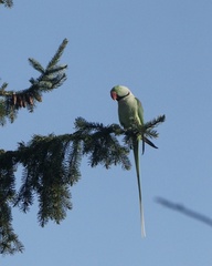 Psittacula eupatria