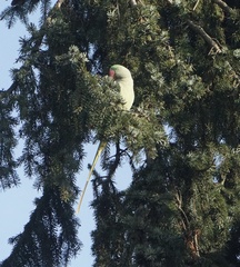 Psittacula eupatria