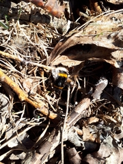 Bombus