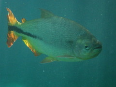 Brycon hilarii