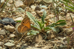 Coenonympha saadi
