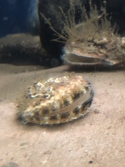 Aequipecten opercularis