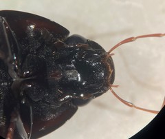 Hydrobiomorpha casta