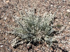 Astragalus mollissimus