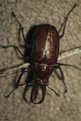 Sphaenognathus feisthamelii